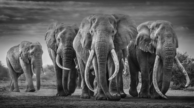 David Yarrow, ‘Squad ’, 2019, Print, Archival Pigment Print, Maddox Gallery