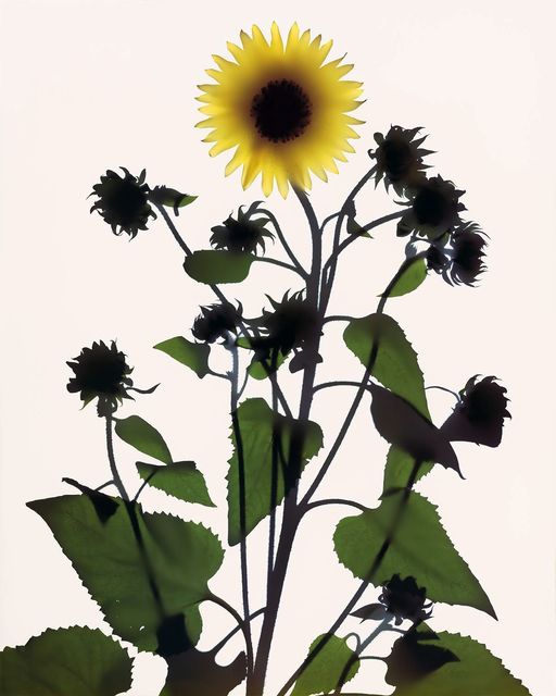 Adam Fuss, ‘Untitled’, 1994, Xavier Hufkens