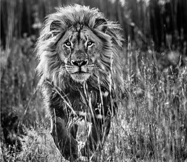 David Yarrow, ‘The Full Nine Yards’, Photography, Visions West Contemporary