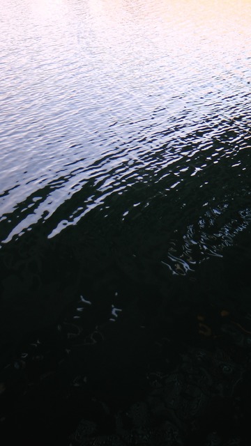 Céleste Boursier-Mougenot, ‘Acquaalta’, 2015, Palais de Tokyo