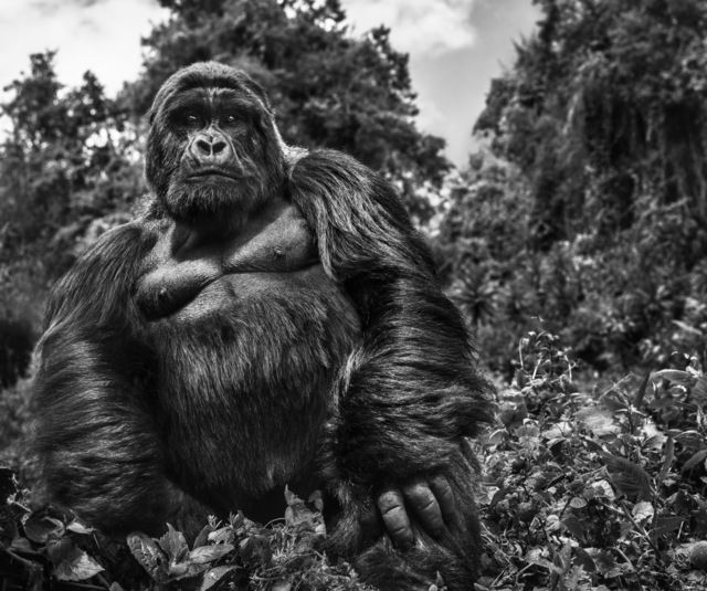 David Yarrow, ‘Judge & Jury’, ca. 2019, Samuel Lynne Galleries