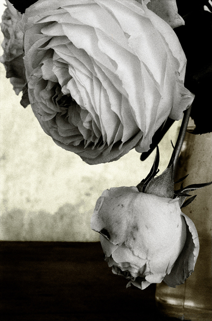 Vera Mercer, ‘White Rose’, 1998, Galerie Jordanow