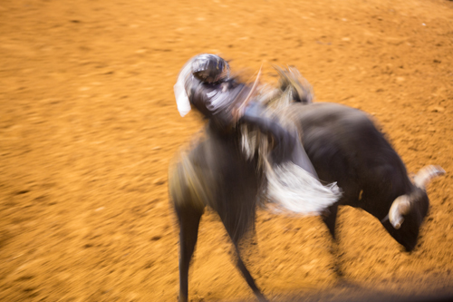 Rima Canaan Lee, ‘Jack Daniels’, 2014, Photography, Archival pigment print, Talley Dunn Gallery