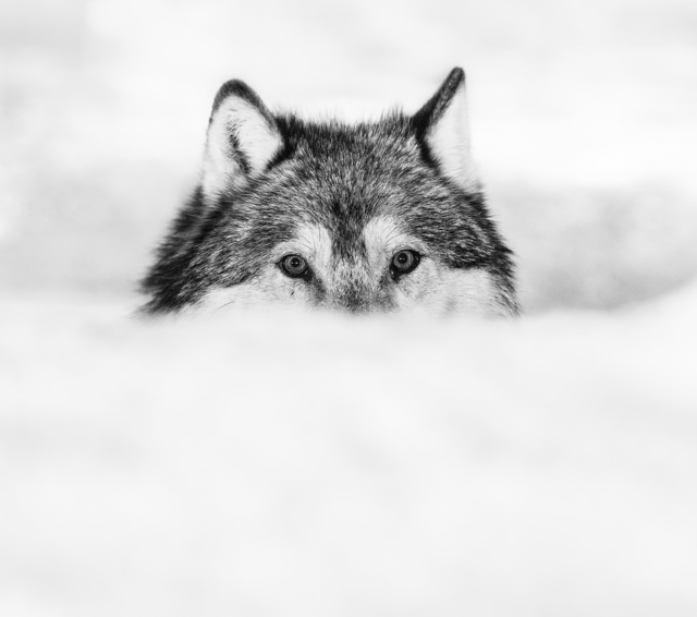 David Yarrow, ‘Encroachment’, 2017, Fineart Oslo