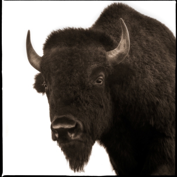 Nine Francois, ‘Bison II’, 2017, Julie Nester Gallery