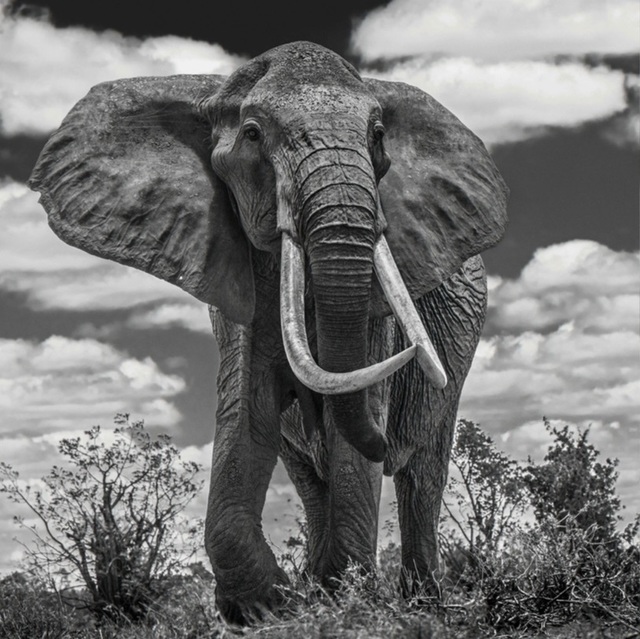 David Yarrow, ‘Tsavo East’, ca. 2017, Photography, Archival Pigment Print, Samuel Lynne Galleries