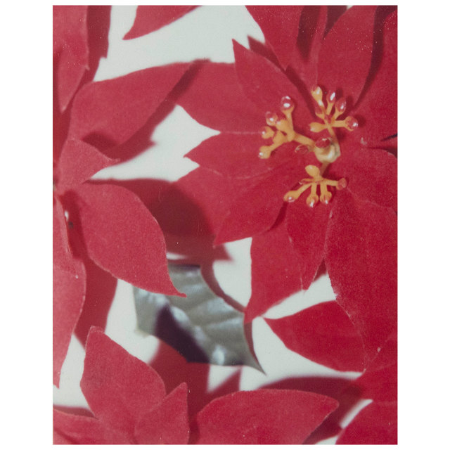 Andy Warhol, ‘Polaroids Photograph, Poinsettias’, 1982, Photography, Unique polaroid print, Caviar20