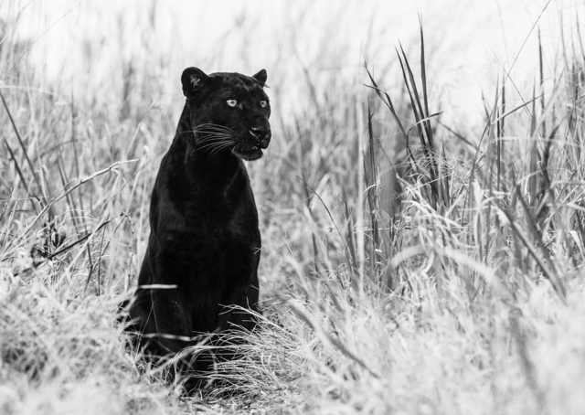 David Yarrow, ‘Bagheera’, 2016, Photography, Archival Pigment Print, Maddox Gallery