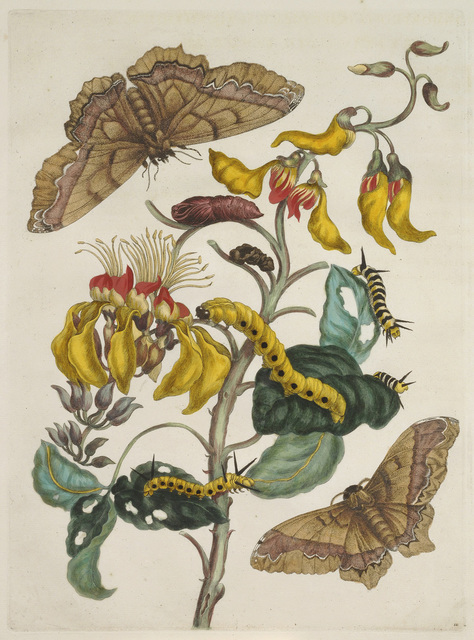 Maria Sibylla Merian, ‘Plate 11 from Dissertation in Insect Generations and Metamorphosis in Surinam’, 1719, National Museum of Women in the Arts