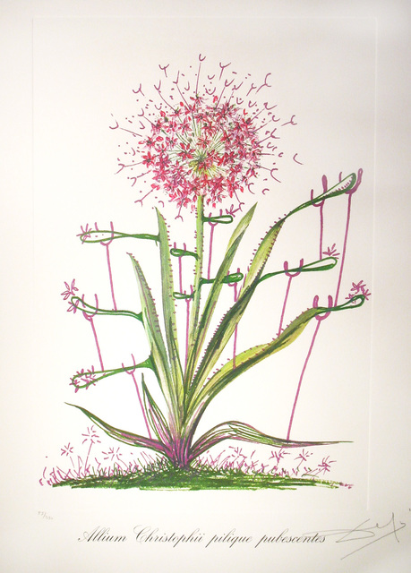 Salvador Dalí, ‘Allum Christophi Pilique Pubescentes’, 1972, DTR Modern Galleries