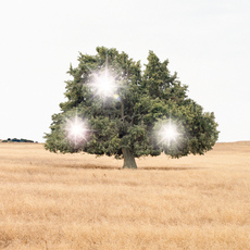 Andrea Galvani