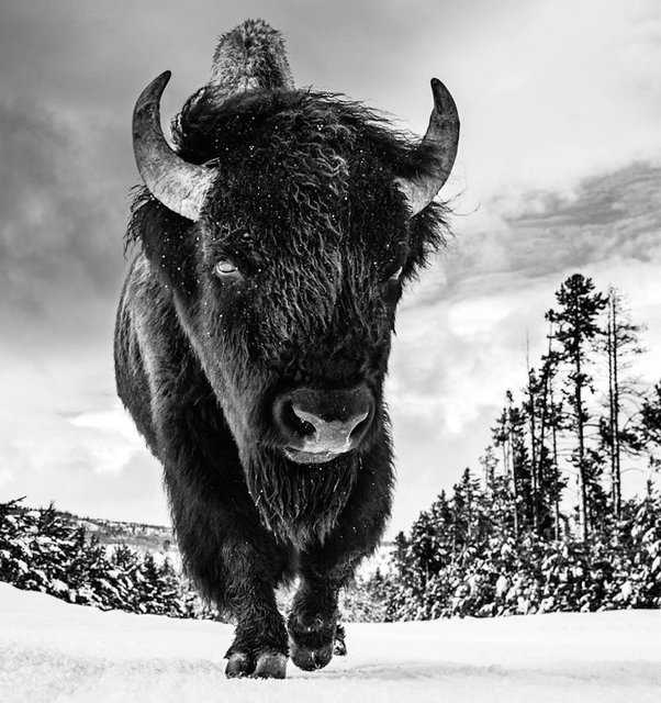 David Yarrow, ‘The American Idol II’, 2017, Photography, 315gsm Hahnemuhle Photo Rag Baryta Paper, Isabella Garrucho Fine Art