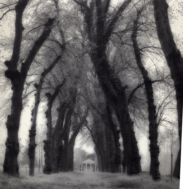 Lynn Geesaman, ‘Parc de Canon, France (6-95-72-8)’, 1995, Yancey Richardson Gallery