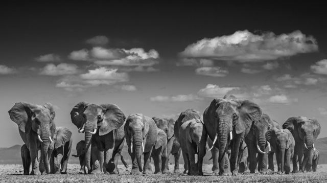 David Yarrow, ‘Elephant Uprising ’, 2016, Maddox Gallery