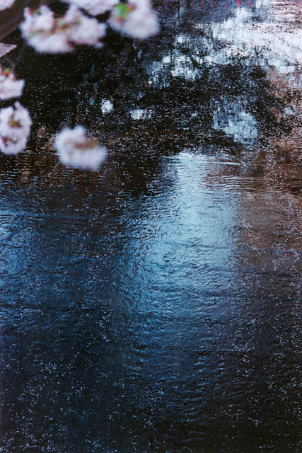 Mika Ninagawa, ‘PLANT A TREE’, 2011, Tomio Koyama Gallery
