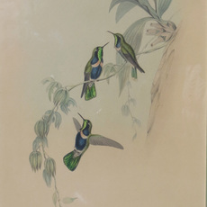 John Gould