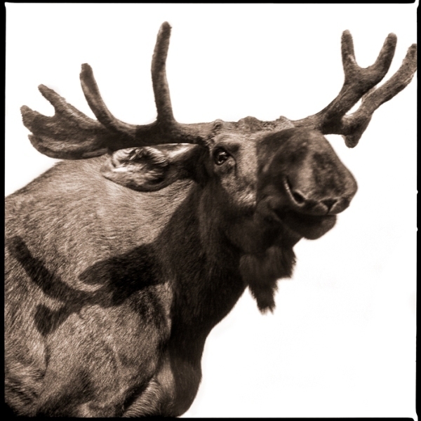 Nine Francois, ‘Moose I’, 2017, Julie Nester Gallery