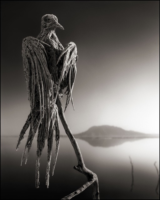 Nick Brandt, ‘Calcified Caped Dove, Lake Natron 2010’, 2010, photo-eye Gallery