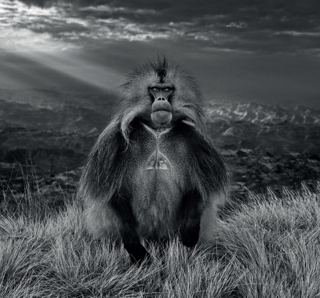 David Yarrow, ‘Members Only’, 2018, Photography, 315gsm Hahnemuhle Photo Rag Baryta Paper, Isabella Garrucho Fine Art