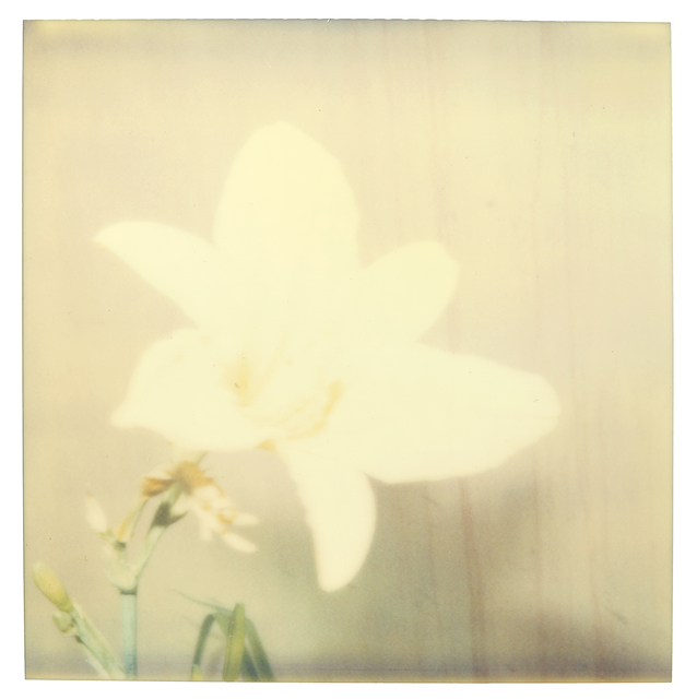 Stefanie Schneider, ‘Flower (29 Palms, CA)’, 1999, Photography, Digital C-Print based on a Polaroid, not mounted, Instantdreams
