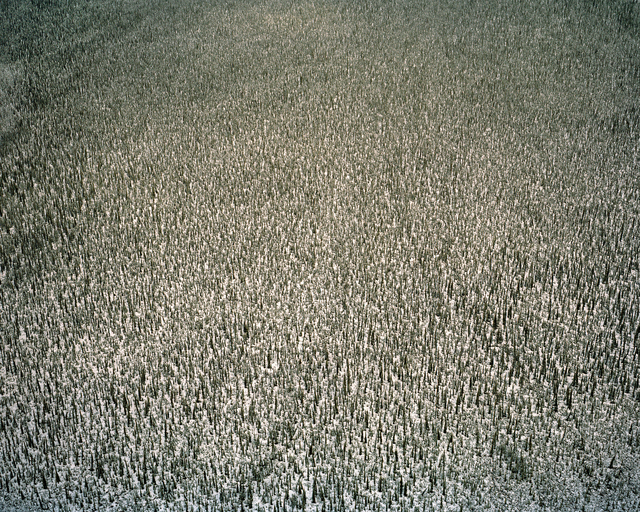 Eamon Mac Mahon, ‘Yukon Woods’, 2009, Photography, Archival Pigment Print, Circuit Gallery