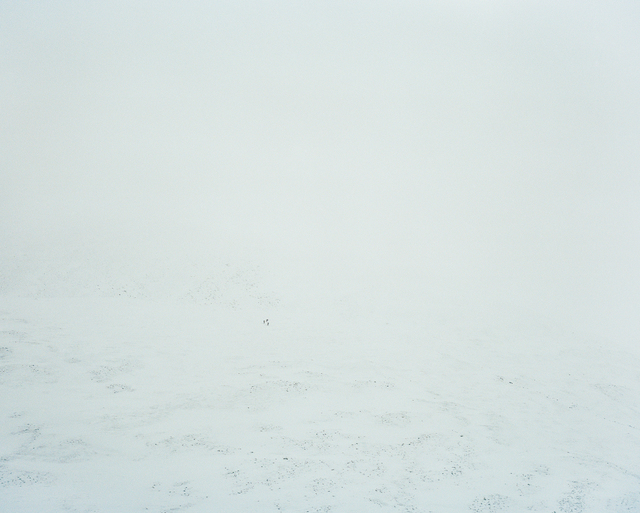 Eamon Mac Mahon, ‘Barrens Caribou, Yukon’, 2014, Photography, Archival Pigment Print, Circuit Gallery