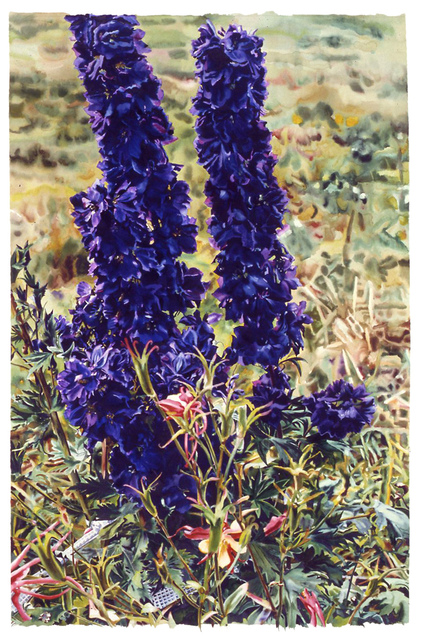 Carolyn Brady, ‘Purple Black Delphinium’, 1987, Drawing, Collage or other Work on Paper, Watercolor on paper, Nancy Hoffman Gallery