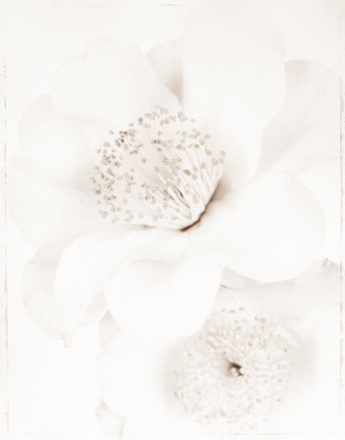 Ron van Dongen, ‘Camellia j. ‘Silver Waves’ (WOW 077)’, 2008, Benrubi Gallery