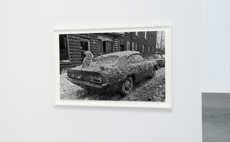Caniche – REJEAN MELOCHE – available to buy at theprintatelier.com Caniche – REJEAN MELOCHE – available to buy at theprintatelier.com