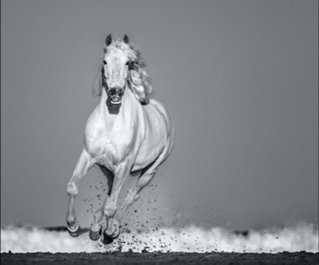 David Yarrow, ‘Pegasus’, 2020, Photography, Archival Pigment Print, Maddox Gallery