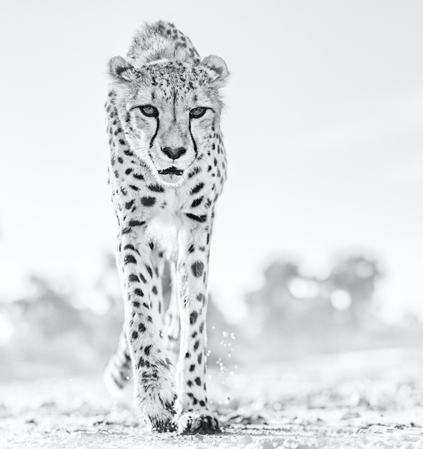 David Yarrow, ‘Hot Legs’, 2019, Photography, Archival Pigment Print, Hilton Asmus
