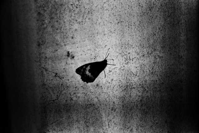 Yusuf Sevinçli, ‘019 - Istanbul, série Oculus, 2014’, Galerie Les filles du calvaire