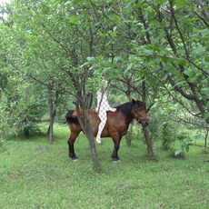 Larisa Crunțeanu