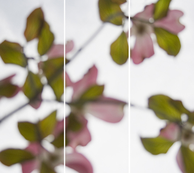 Jeri Eisenberg, ‘Dogwood Pink No. 2’, 2008, Carrie Haddad Gallery