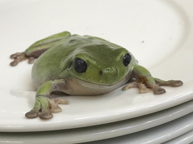 Juergen Teller, ‘Frogs and Plate No. 1, London’, 2004, Suzanne Tarasieve