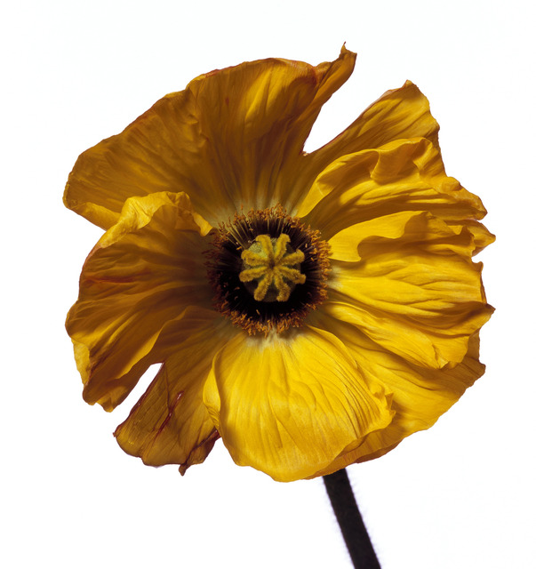 Michael Zeppetello, ‘Iceland Poppy (Y)’, ca. 2017, Photography, Hahnemuehle Photo Rag Baryta Paper, Almond & Co.
