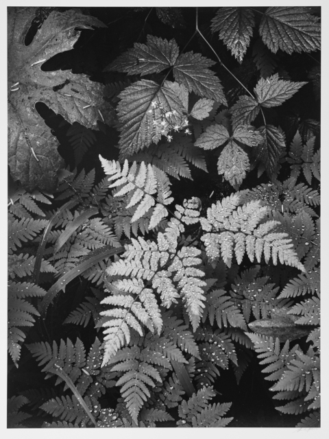 Ansel Adams, ‘Leaves, Mt. Rainier, Washington’, 1942, Photography West Gallery