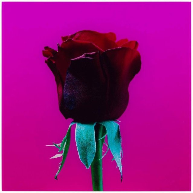 Elisabeth Montagnier, ‘Elisabeth Montagnier Untitled, Vintage Red Rose #2 Mounted to Aluminum’, Late 20th Century, Lions Gallery