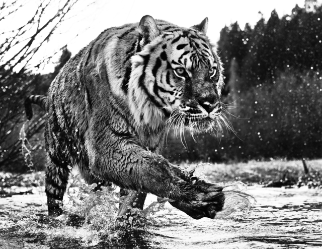 David Yarrow, ‘Mystic River’, Photography, Archival Pigment Print, Hilton Asmus