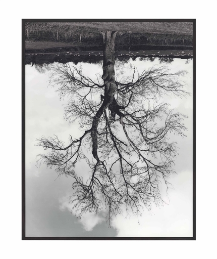 Rodney Graham, ‘Welsh Oaks (#4)’, Christie's