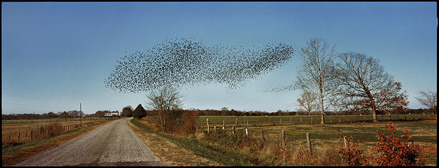 Jerry Siegel, ‘Birds, Perry County, AL’, 2002, Spalding Nix Fine Art