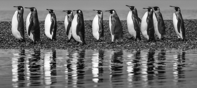 David Yarrow, ‘Ocean's Eleven’, 2018, Hilton Asmus