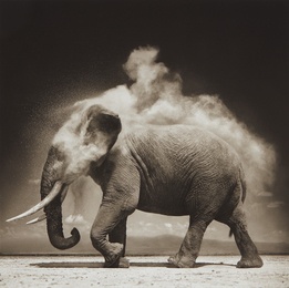 Elephant with Exploding Dust, Amboseli