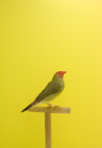 Luke Stephenson, ‘Star Finch #2, from The Incomplete Dictionary of Show Birds’, 2009, The Photographers' Gallery | Print Sales