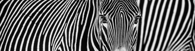David Yarrow, ‘Parallel Lines’, 2018, Isabella Garrucho Fine Art