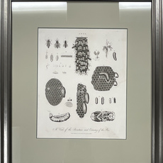 John Wilkes, Apis (1796)