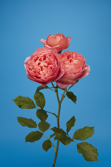 Luke Stephenson, ‘Boscobel’, 2019, The Photographers' Gallery | Print Sales