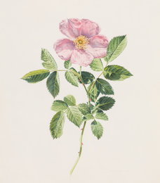 A Pair of Works by Various Artists: Vase of Flowers, 1834 by T. La Brand and Single Rose, 1981 by Rory McEwen (Scottish, 1932-1982)