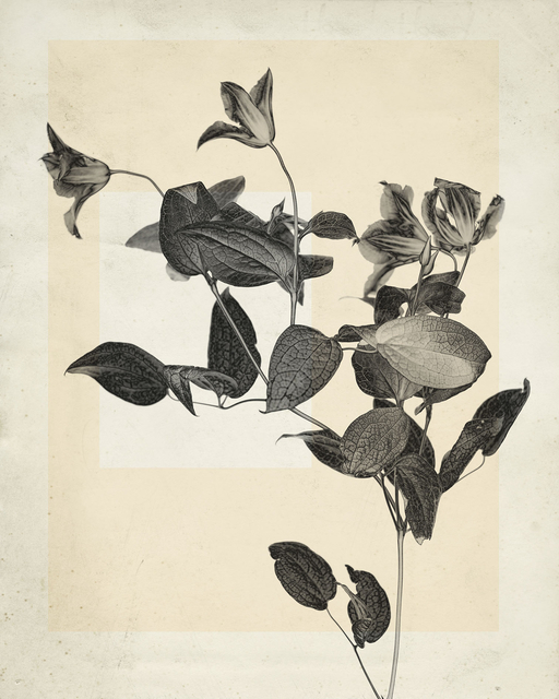 Thomas Ruff, ‘flower.s.02’, 2018, Mai 36 Galerie
