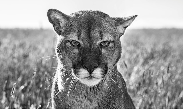 David Yarrow, ‘Smokey the mountain lion’, 2018, Fineart Oslo